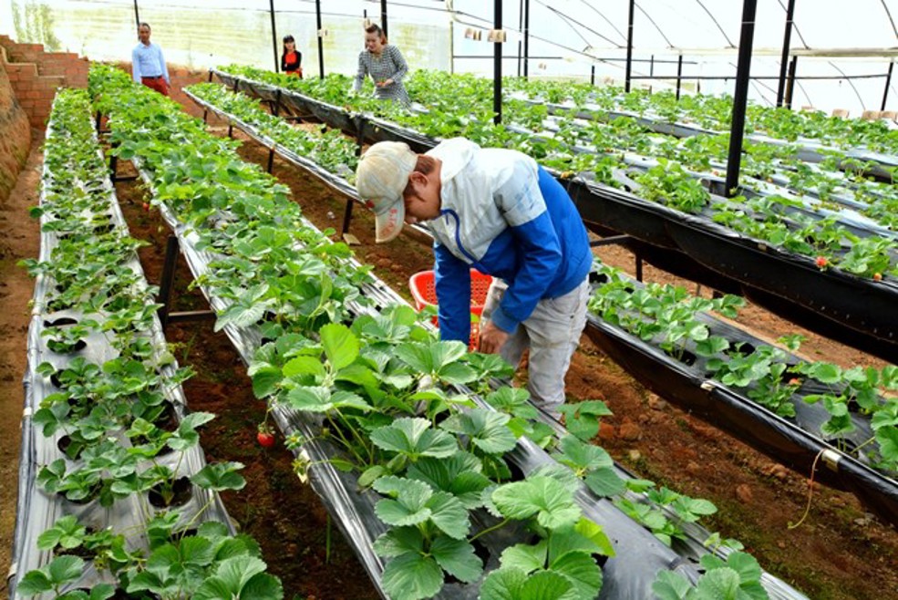 Lao động Việt Nam tại Nhật Bản